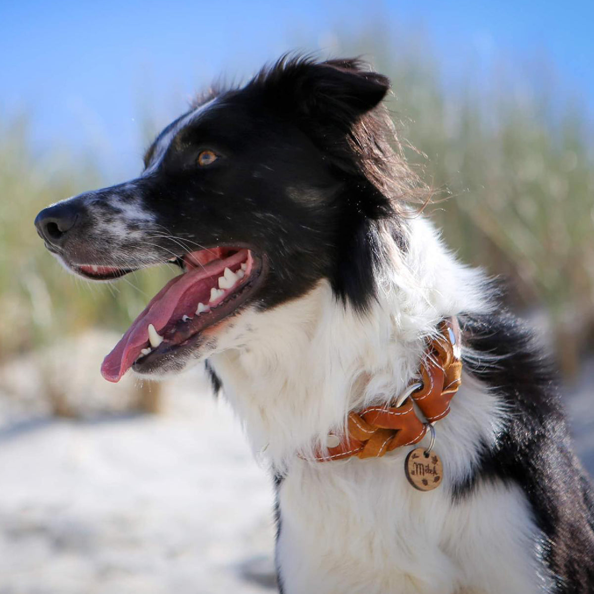 Hundehalsband Heidi – breites Lederhalsband mit Dornschnalle